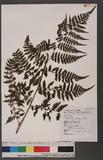 Cornopteris fluvialis (Hayata) Tagawa js