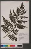 Cornopteris fluvialis (Hayata) Tagawa js