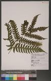 Pleocnemia submembranacea (Hayata) Tag. & K. Iwats. Lc