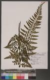 Asplenium cuneatum Lam. j¬`K