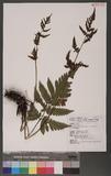 Ctenitopsis fuscipes (Wall.) C. Chr. ex Tard. Blot & C. Chr. ̪Fؤ