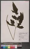 Tectaria subtriphylla (Hook. & Arn.) Copel. Te