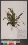 Asplenium cheilosorum Kunze ex Mett. ճK