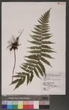 Dryopsis transmorrisonensis (Hayata) Holtt. & Edwards. ɤsؤ