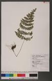 Acystopteris japonica (Luerssen) Nakai N