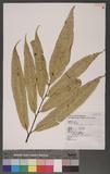 Coniogramme japonica (Thunb.) Diels 饻F