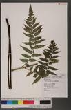 Athyrium delavagi Christ V\