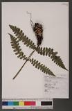 Cornopteris decurrenti-alatum (Hook.) Nakai s