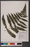 Cornopteris decurrenti-alatum (Hook.) Nakai s