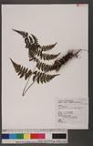 Cornopteris fluvialis (Hayata) Tagawa js