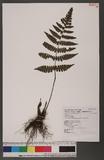 Cornopteris decurrenti-alatum (Hook.) Nakai s