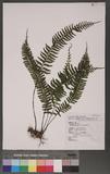 Asplenium tenuifolium K