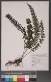 Asplenium tenuifolium K