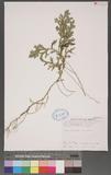 Selaginella doederleinii Hieron. ͮڨf