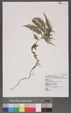 Selaginella delicatula (Desv.) Alston tf