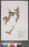 Selaginella delicatula (Desv.) Alston tf