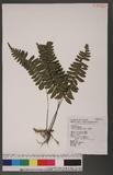 Asplenium varians Wall. ex Hook. & Grev. pK