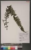 Asplenium chenilosorum Kunze ex Mett ճK