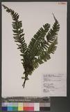 Asplenium cheilosorum Kunze ex Mett. ճK