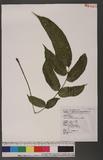 Diplaziopsis javanica (Blume) C. Chr. z