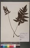 Ctenitopsis fuscipes (Wall.) C. Chr. ex Tard. Blot & C. Chr. ̪Fؤ