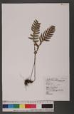 Blechnum melanopus Hook. nQ