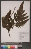 Tectaria phaeocaulis (Rosenst.) C. Chr. DߤTe