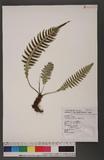 Blechnum melanopus Hook. nQ