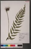 Asplenium wrightii Eaton ܤK