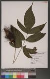 Tectaria trifolia (v. A. v. R.) C. Chr. nTe