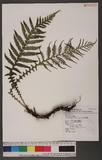 Diploblechnum fraseri (A. Cunn.) DeVol 