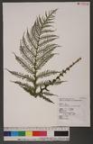 Diploblechnum fraseri (A. Cunn.) DeVol 