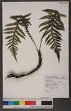 Diploblechnum fraseri (A. Cunn.) DeVol 