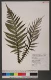 Diploblechnum fraseri (A. Cunn.) DeVol 