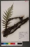 Diploblechnum fraseri (A. Cunn.) DeVol 