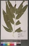 Coniogramme japonica (Thunb.) Diels 饻F