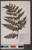 Cornopteris opaca (Don) Tagawa ¸s