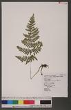 Polystichum kiusiuense Tagawa ݱG