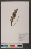 Blechnum melanopus Hook. nQ