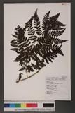 Cornopteris fluvialis (Hayata) Tagawa js