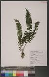 Hymenasplenium cheilosorum (Kunze ex Mett.) Tagawa. UK