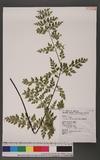 Asplenium pseudolaserpitiifolium Ching K