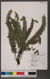 Asplenium normale Don ͪK