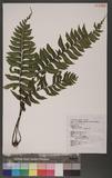 Asplenium excisum Presl ŸK