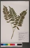 Asplenium tenerum Forst. wK