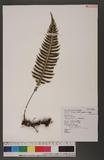 Blechnum melanopus Hook. nQ