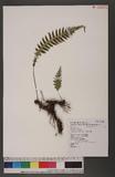 Blechnum melanopus Hook. nQ