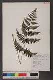 Cornopteris fluvialis (Hayata) Tagawa js