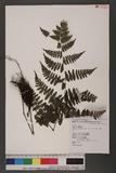 Cornopteris fluvialis (Hayata) Tagawa js