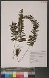 Asplenium cheilosorum Kunze ex Mett. K